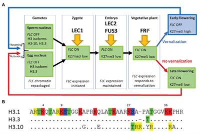 Resetting FLOWERING LOCUS C Expression After Vernalization Is Just Activation in the Early Embryo by a Different Name